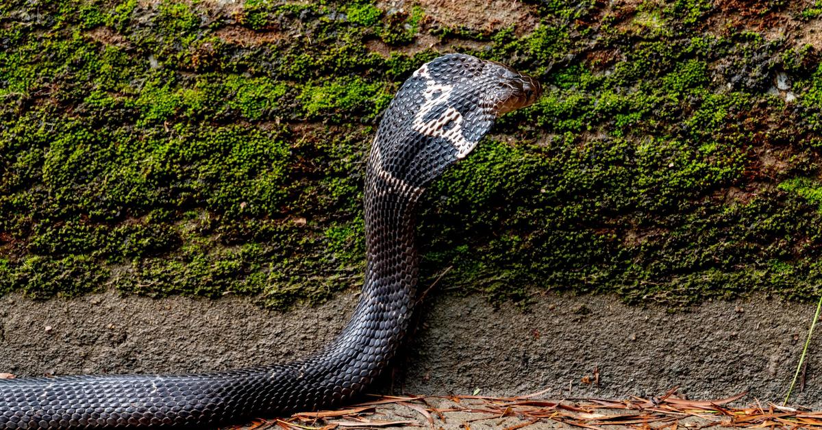 Pictures of Chinese Cobra