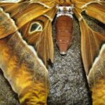 Pictures of Hercules Moth