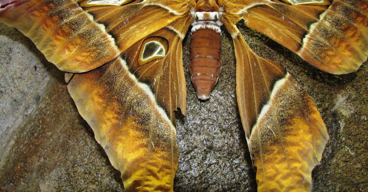 Pictures of Hercules Moth