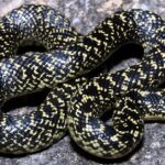 Pictures of Speckled Kingsnake