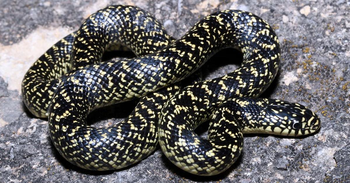 Pictures of Speckled Kingsnake