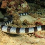 Pictures of Hook-Nosed Sea Snake