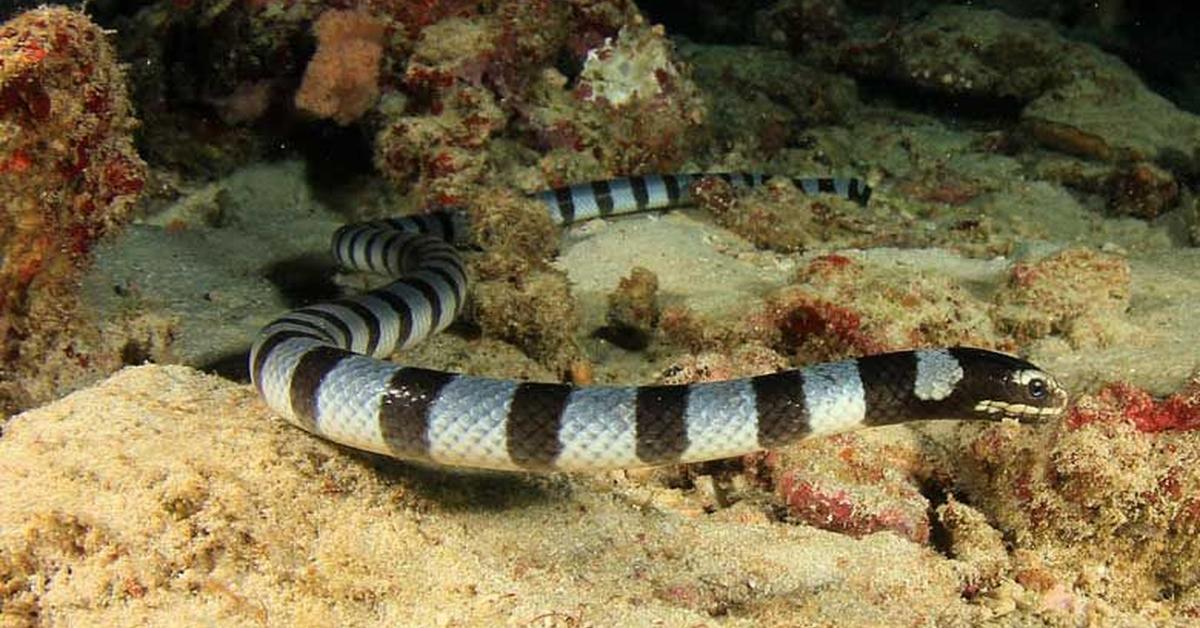 Pictures of Hook-Nosed Sea Snake