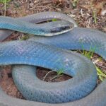 Pictures of Blue Racer