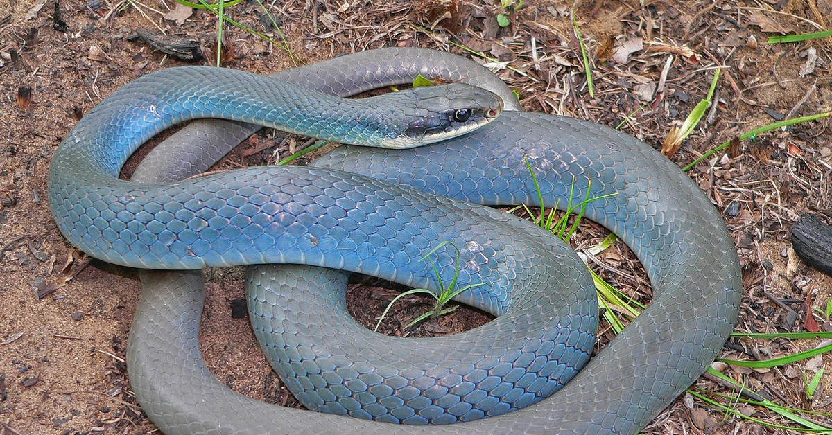 Pictures of Blue Racer