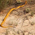 Pictures of Yellow Cobra