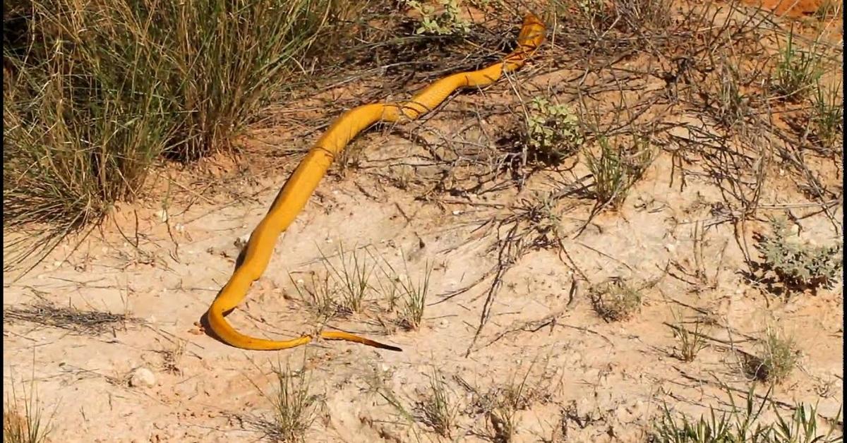 Pictures of Yellow Cobra