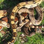 Pictures of Boas