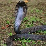 Pictures of Equatorial Spitting Cobra