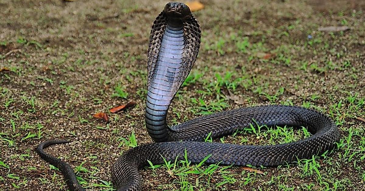 Pictures of Equatorial Spitting Cobra