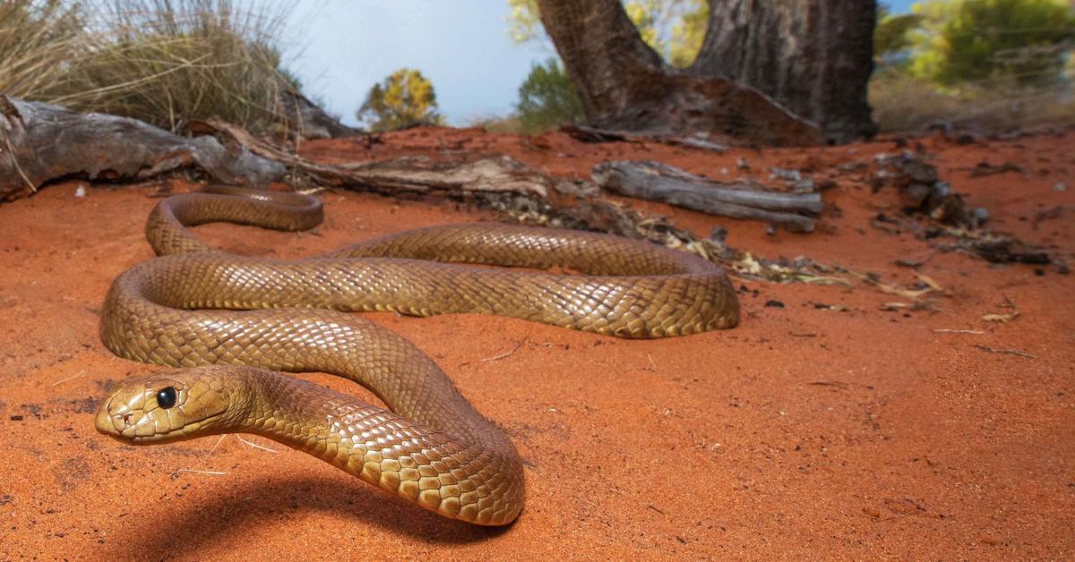 Pictures of Central Ranges Taipan