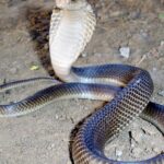 Pictures of Forest Cobra