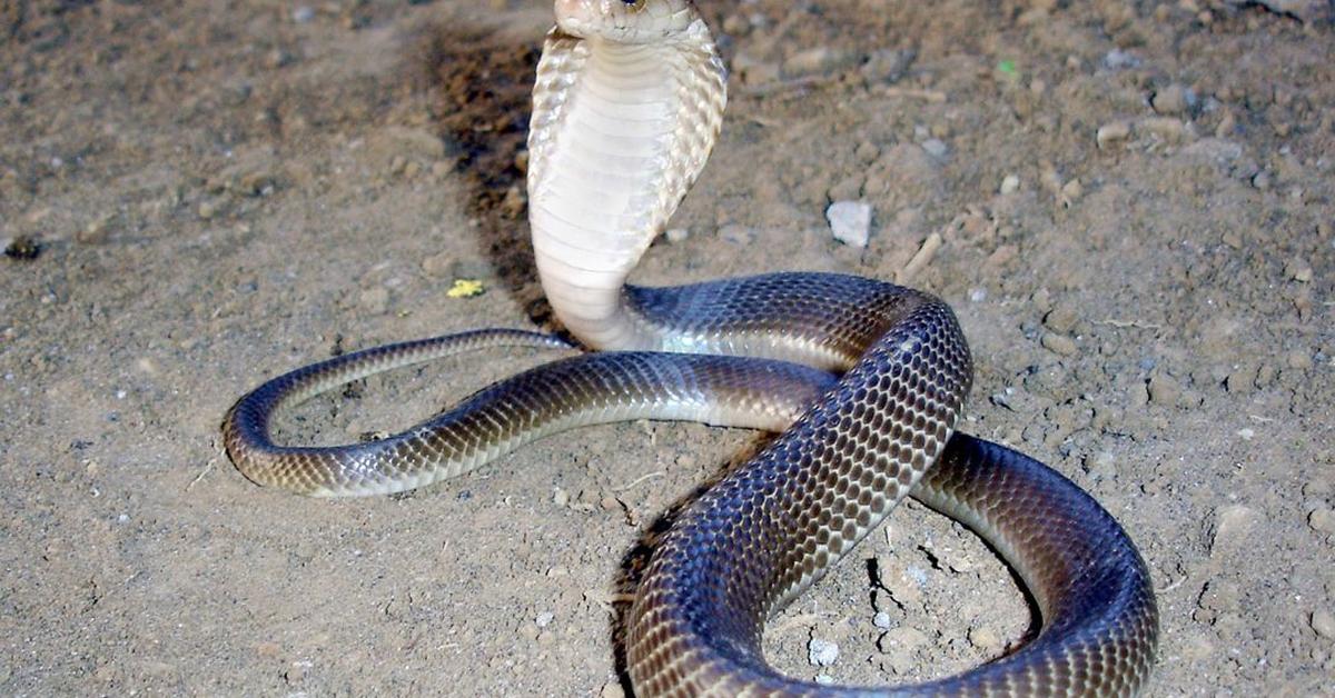 Pictures of Forest Cobra