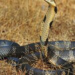 Pictures of California Kingsnake