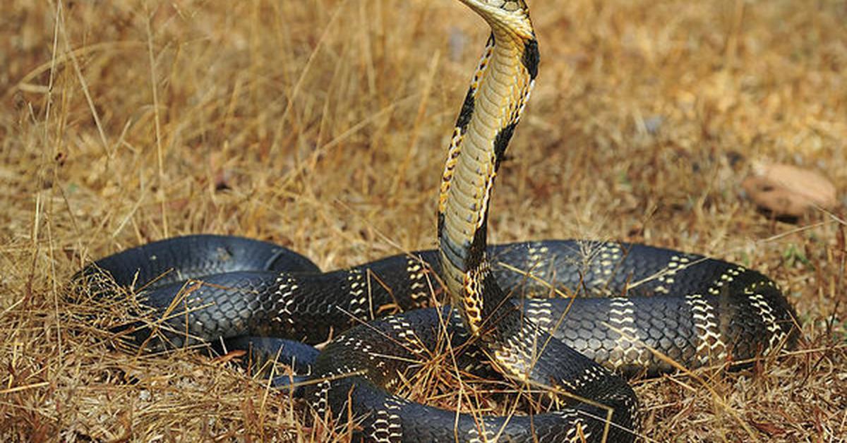 Pictures of California Kingsnake