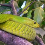 Pictures of Eastern Green Mamba