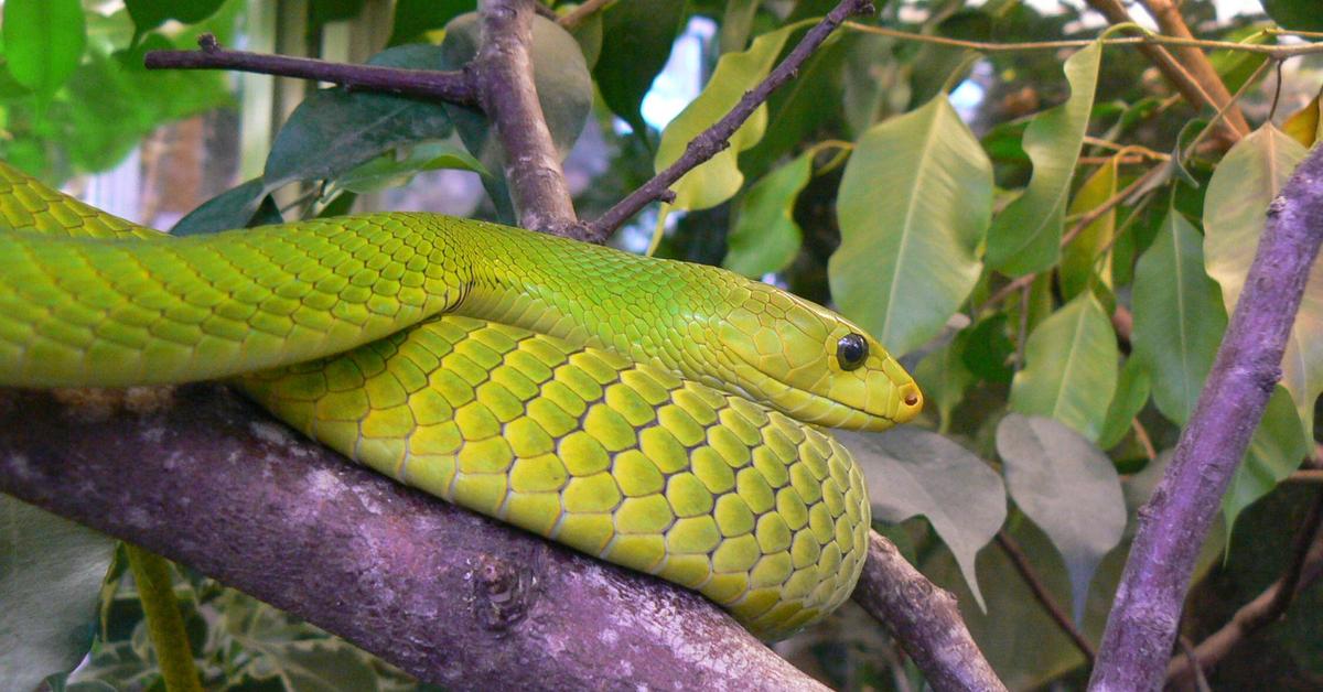 Pictures of Eastern Green Mamba