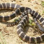 Pictures of Banded Krait