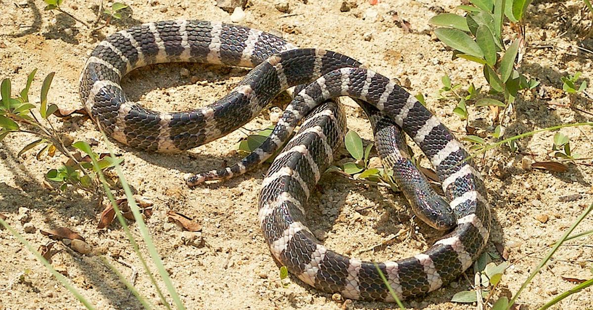 Pictures of Banded Krait