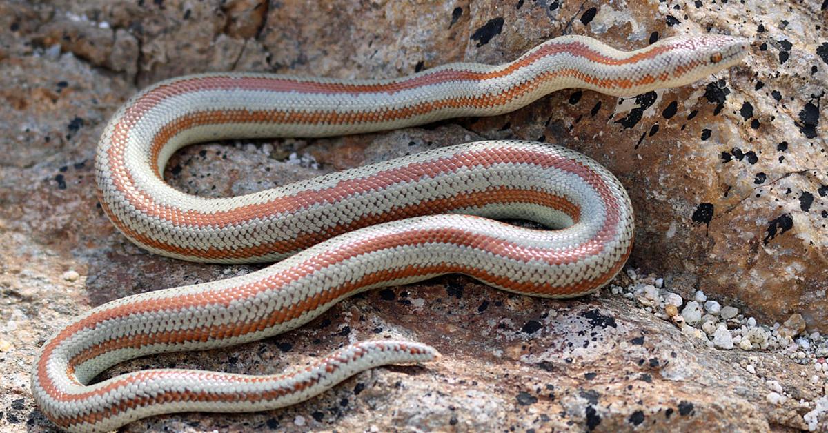 Pictures of Rosy Boa