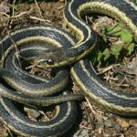 Pictures of Texas Garter Snake