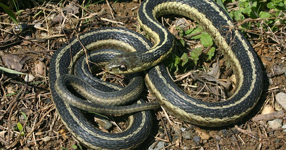 Pictures of Texas Garter Snake