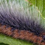 Pictures of Hawk Moth Caterpillar