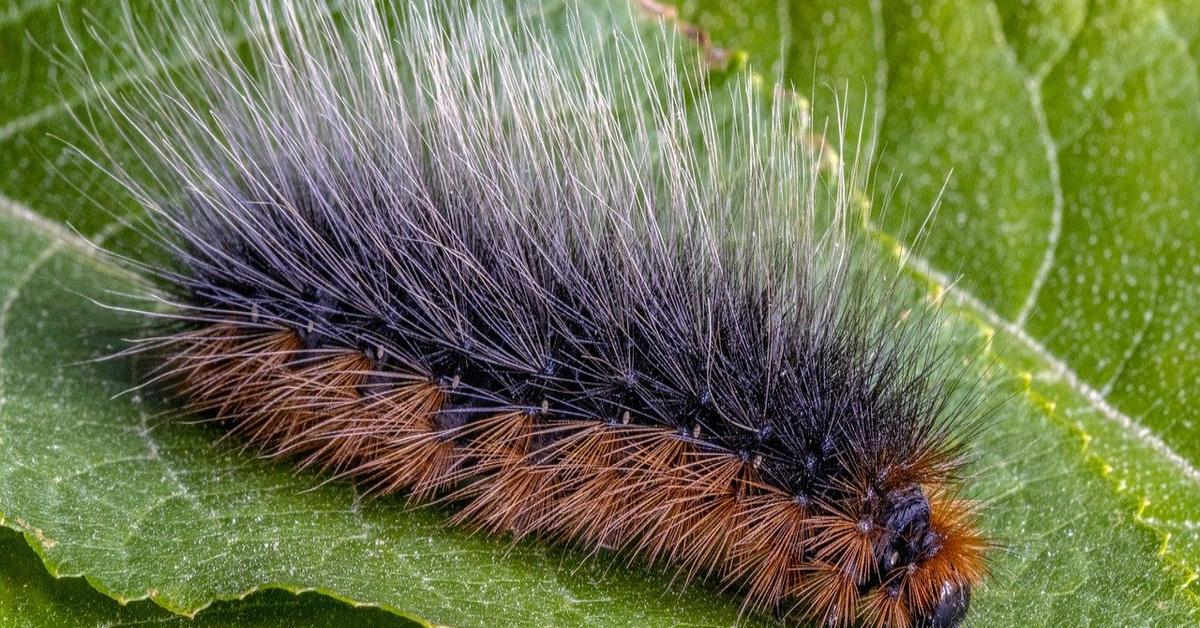 Pictures of Hawk Moth Caterpillar