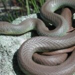 Pictures of Eastern Racer