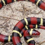 Pictures of False Coral Snake