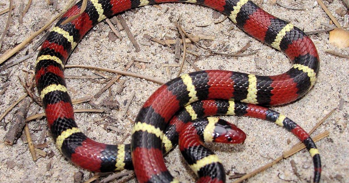 Pictures of False Coral Snake