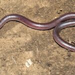 Pictures of Texas Blind Snake