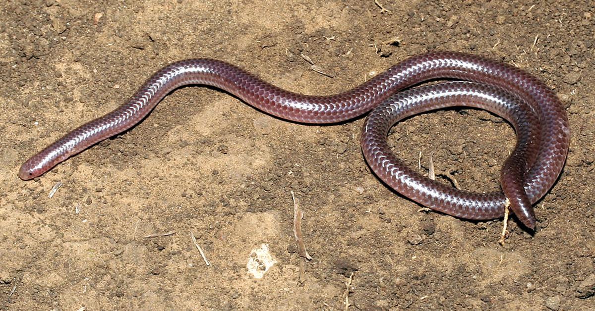 Pictures of Texas Blind Snake