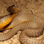 Pictures of Inland Taipan