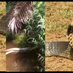 Pictures of Red Spitting Cobra