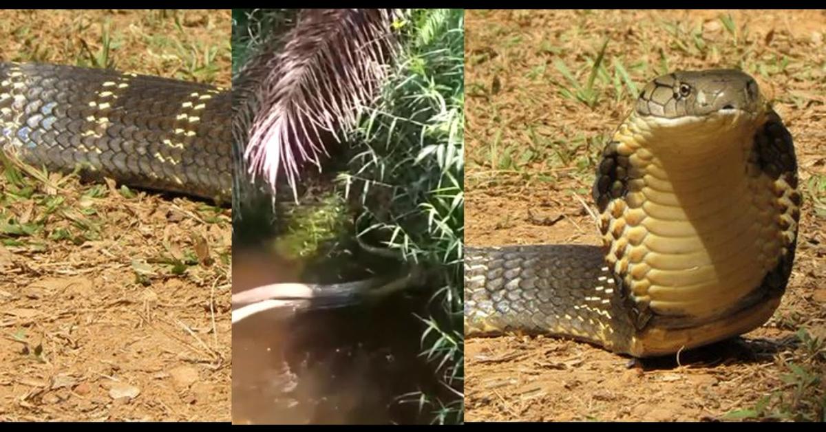 Pictures of Red Spitting Cobra