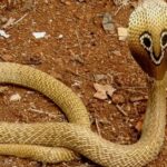 Pictures of False Cobra