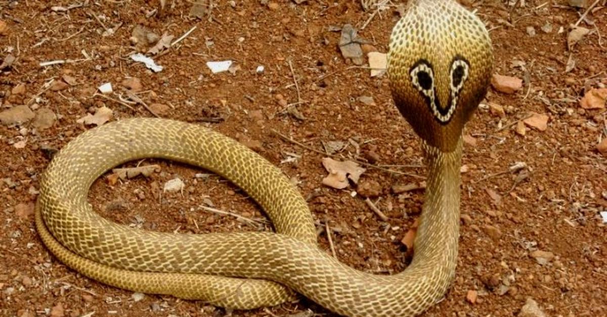 Pictures of False Cobra