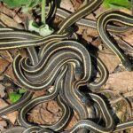 Pictures of Checkered Garter Snake