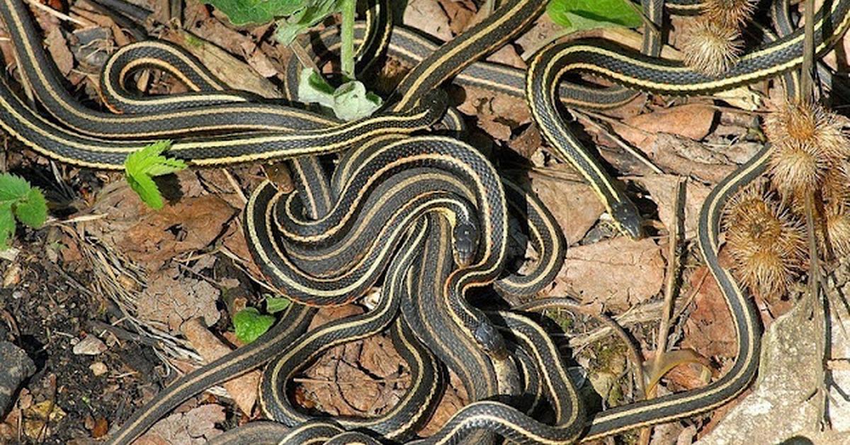 Pictures of Checkered Garter Snake