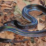 Pictures of Sunbeam Snake