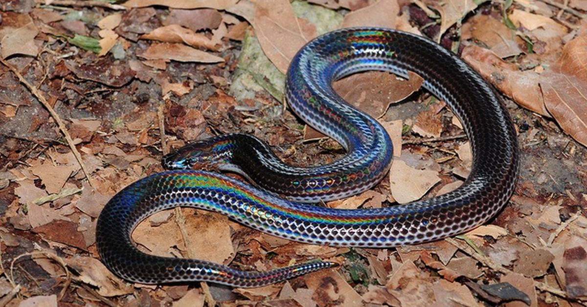 Pictures of Sunbeam Snake