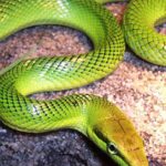 Pictures of Green Rat Snake