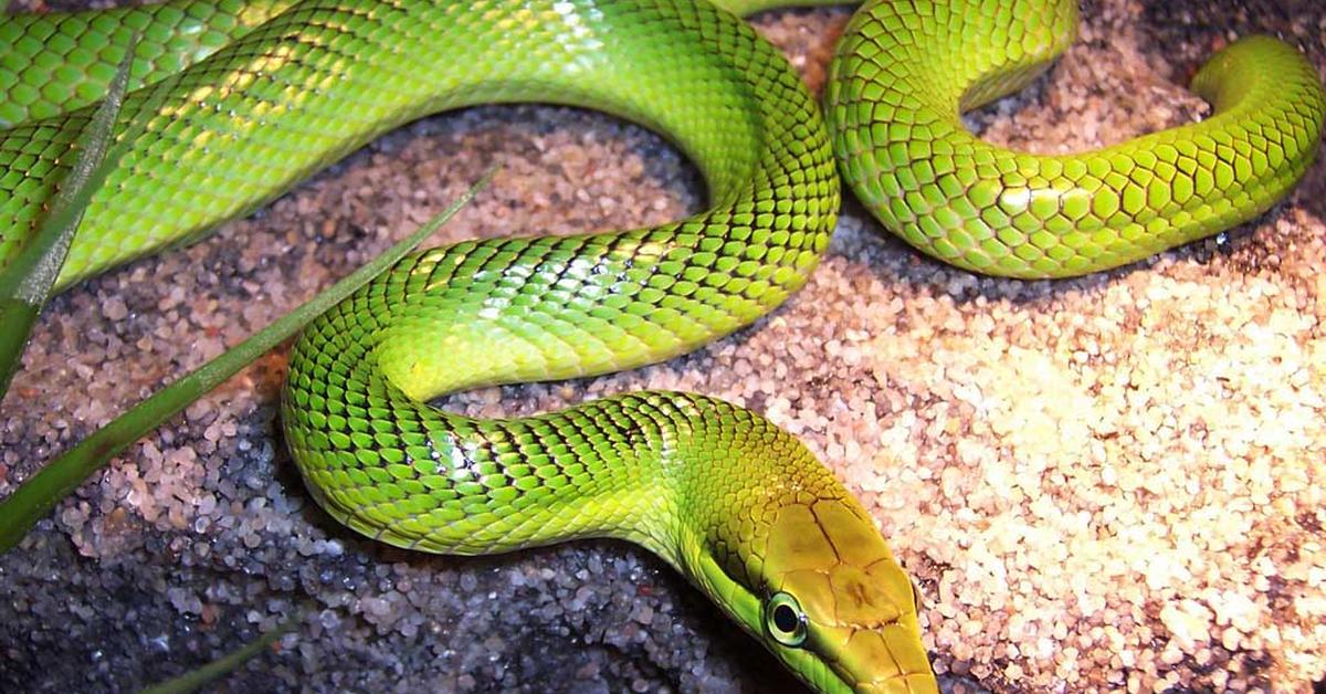 Pictures of Green Rat Snake