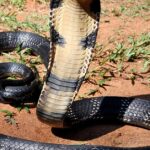 Pictures of Monocled Cobra