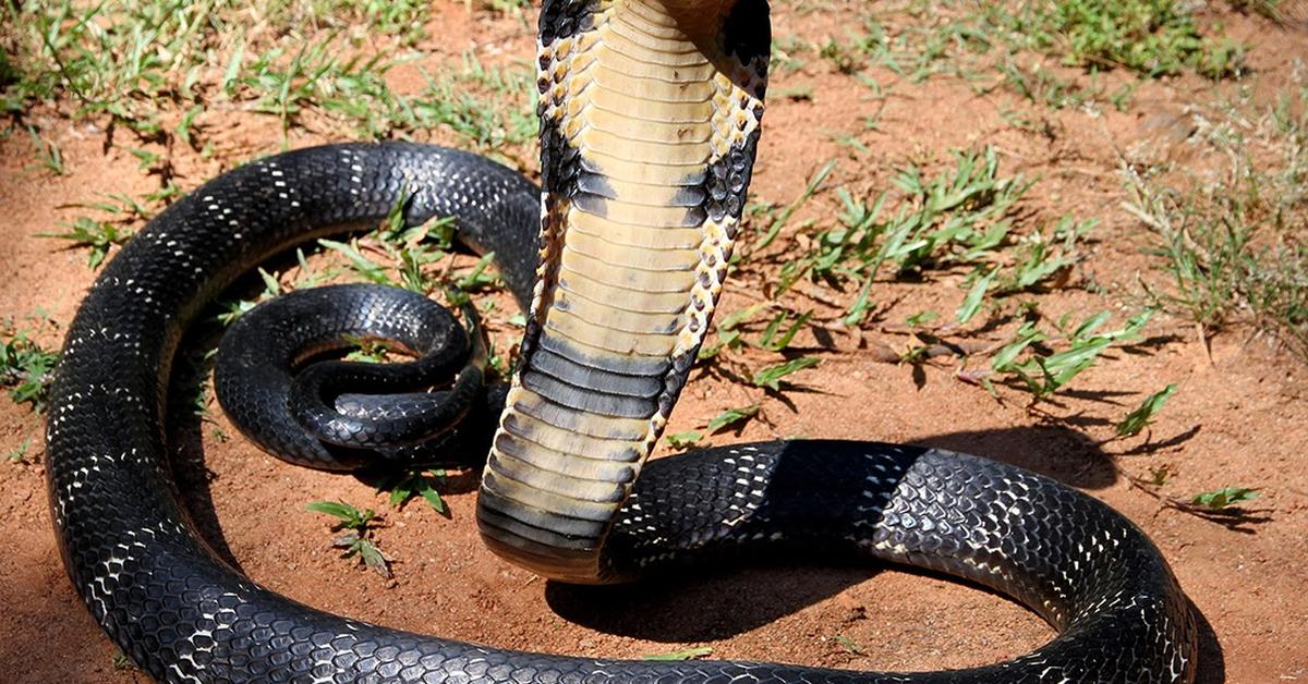 Pictures of Monocled Cobra