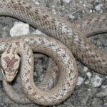 Pictures of Smooth Snake