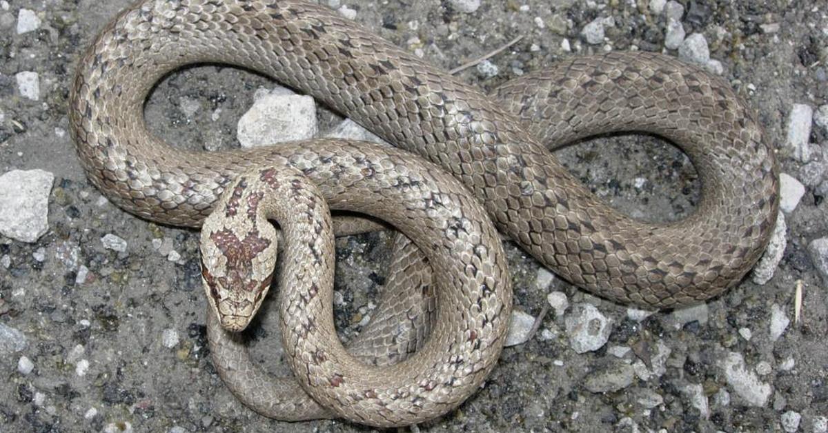 Pictures of Smooth Snake