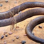 Pictures of Coastal Taipan