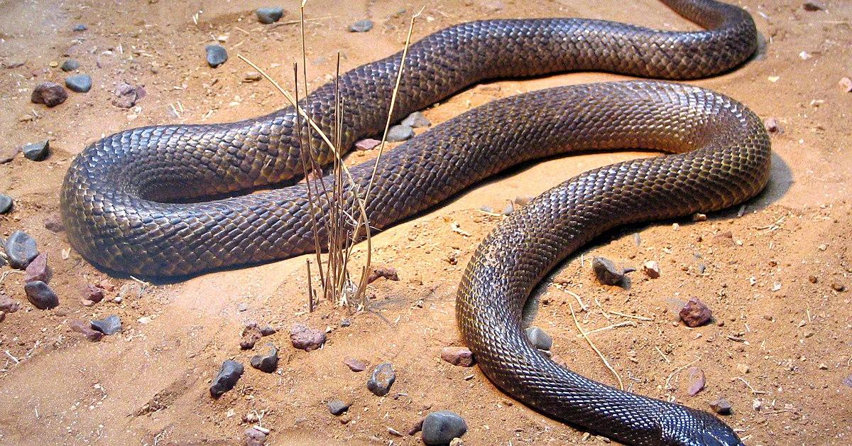 Pictures of Coastal Taipan